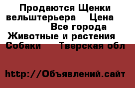 Продаются Щенки вельштерьера  › Цена ­ 27 000 - Все города Животные и растения » Собаки   . Тверская обл.